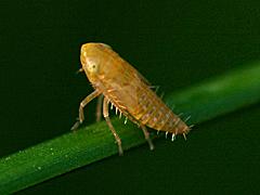 Leafhopper (nymph)